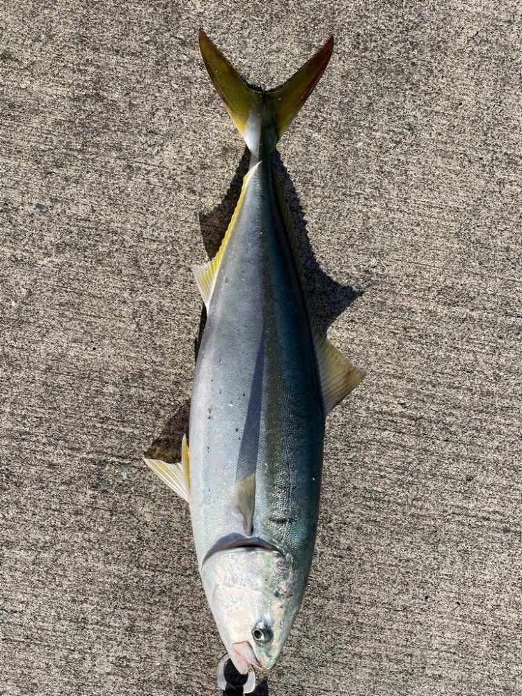 1日ショアジギング