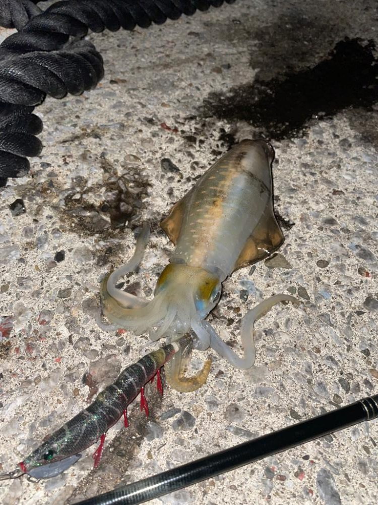 続・天草秋のイカ祭り