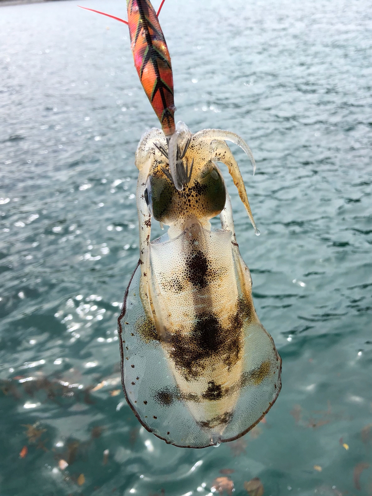 ラッキーキャッチ