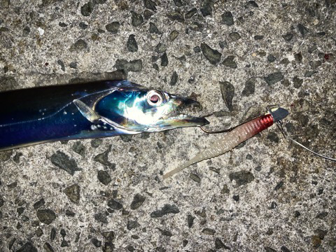 ようやくタチウオ襲来⁉️