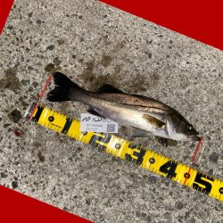 釣り始めから何度も小さいアタリ