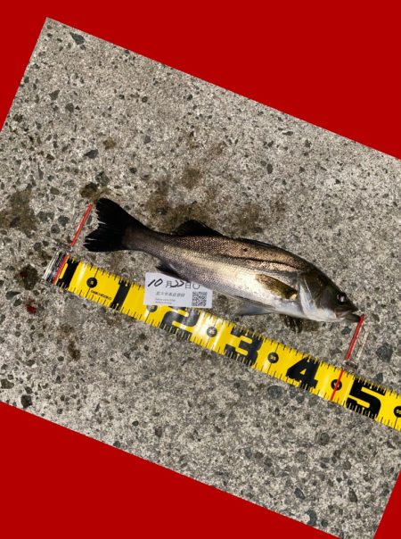 釣り始めから何度も小さいアタリ