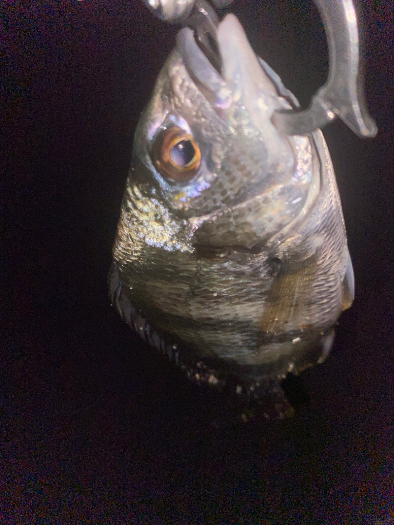 ガシラってきました