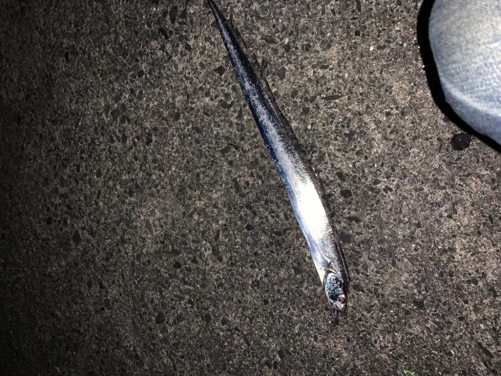 アジ　太刀魚