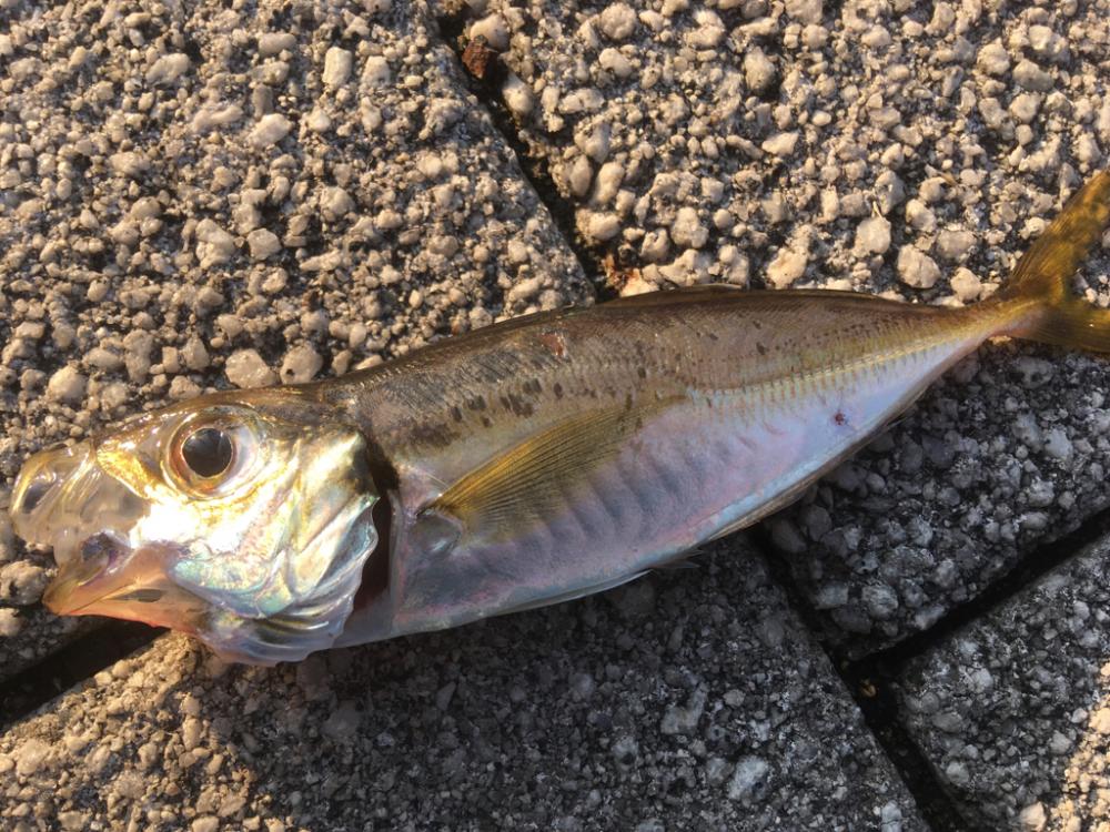 小アジが水バケツから‥