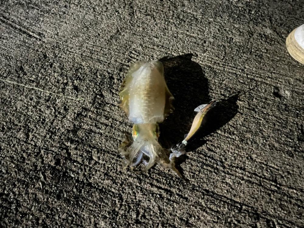 おNewのタックル