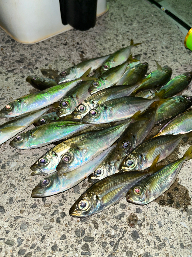 一苦労アジング