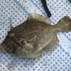 ハプニングカワハギw