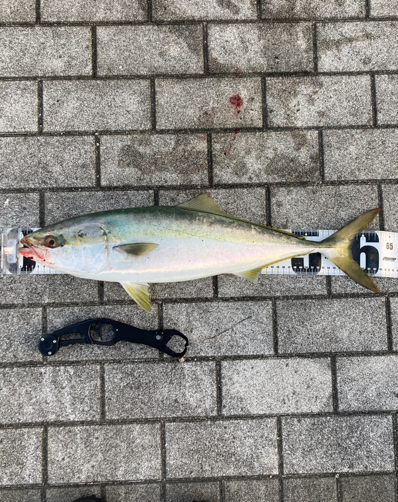 湾奥コスモ激混み。メジロ64センチ。。