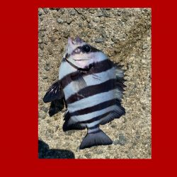 寒暖差がありましたが朝は比較的暖かい日になりました。