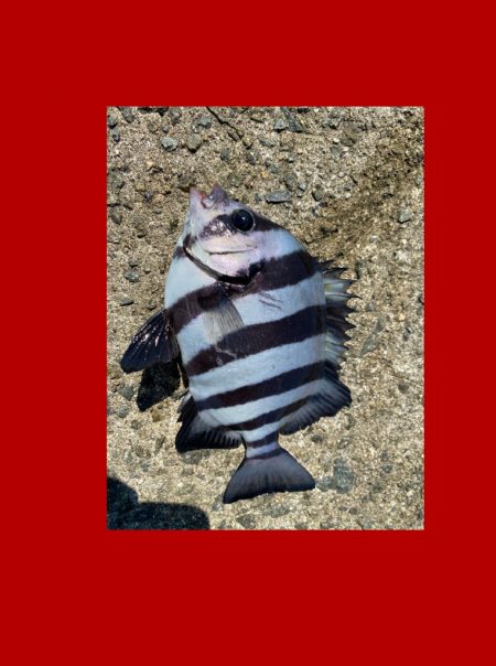 寒暖差がありましたが朝は比較的暖かい日になりました。