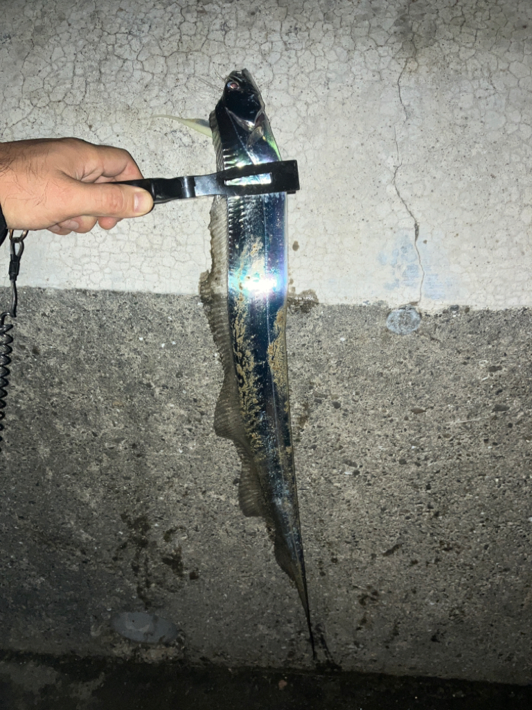 キビナゴが好きなのね…。