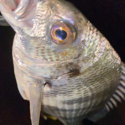 ヘチってきました