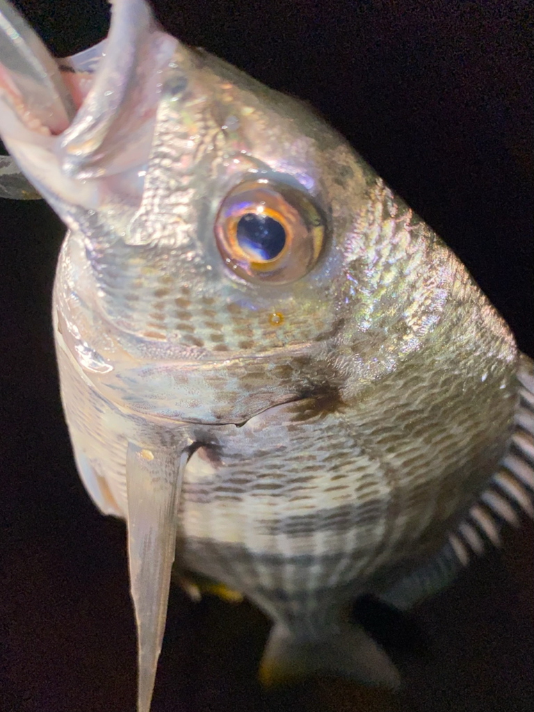 ヘチってきました