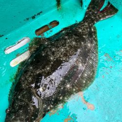 大原沖、イワシ解禁2週目調査