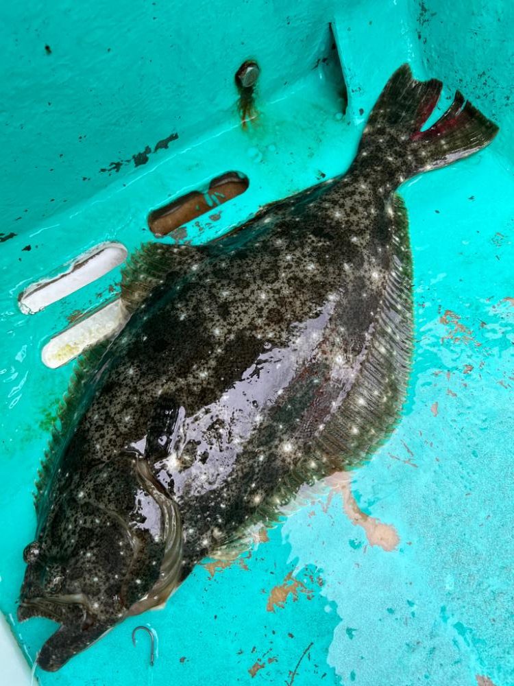 大原沖、イワシ解禁2週目調査