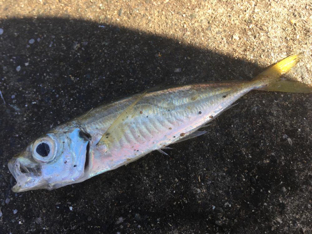 ヤエンデビュー不発