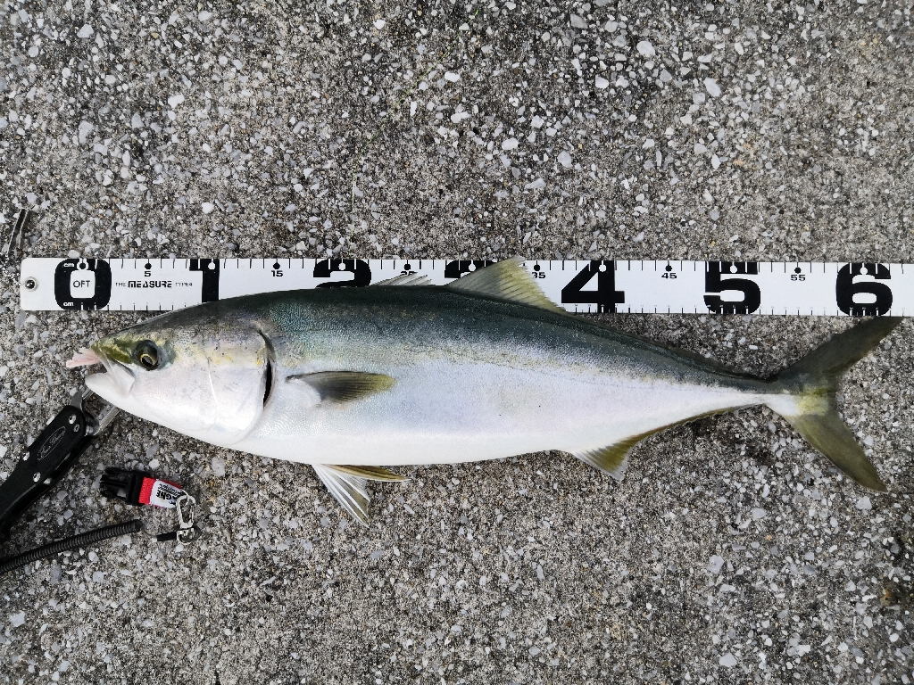 ショアジギングでメジ4匹