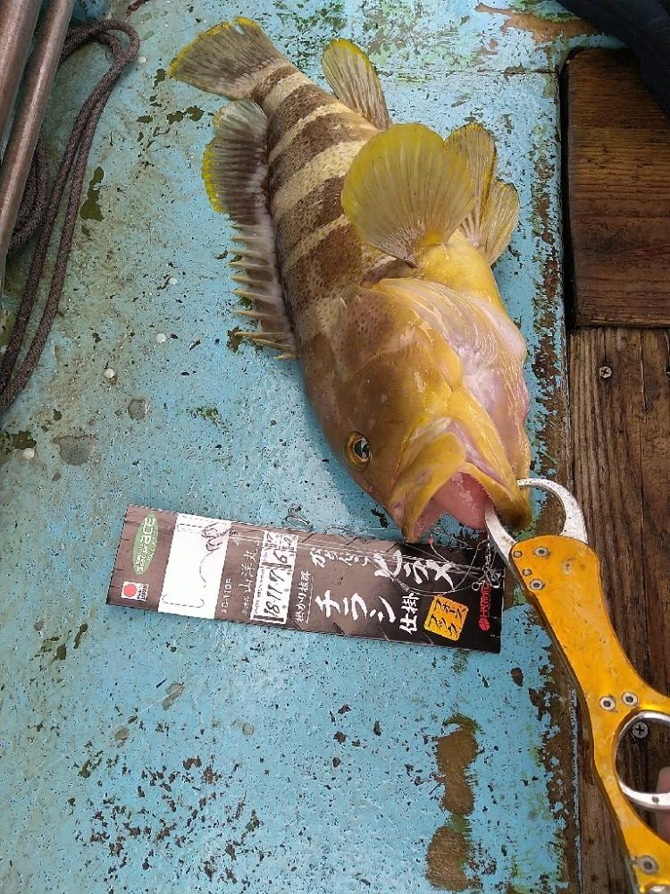 ヒラメ狙いで☆イワシ呑ませ