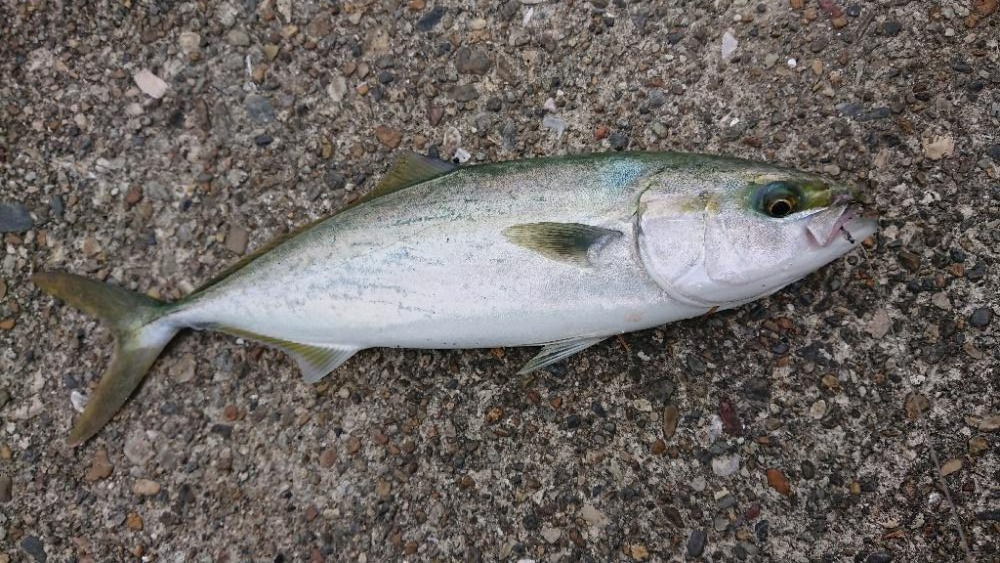 2022播磨遠征初回