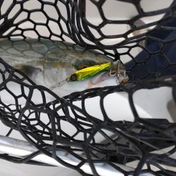 失われし鰯を求めて