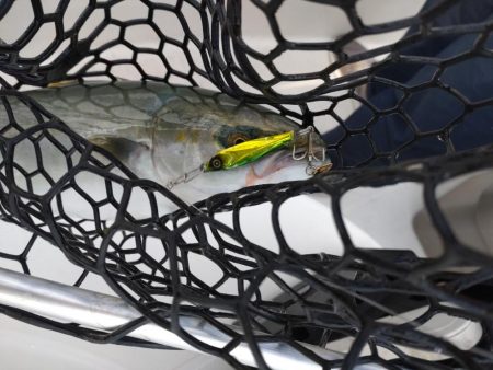 失われし鰯を求めて