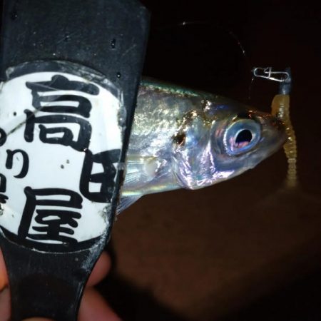 今夜は良い感じ