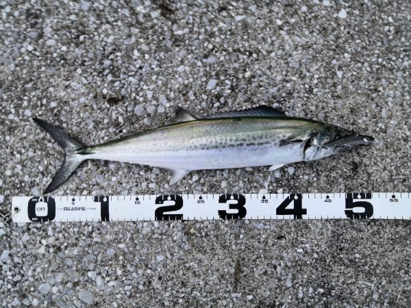 ショアジギングで小物