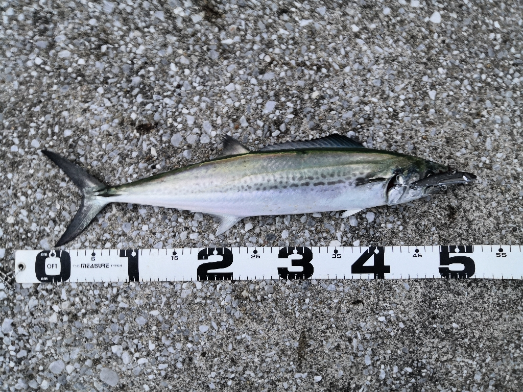 ショアジギングで小物