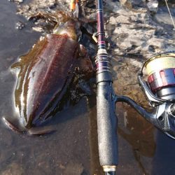 対馬エギング釣果