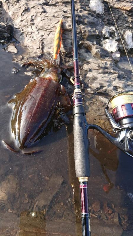 対馬エギング釣果