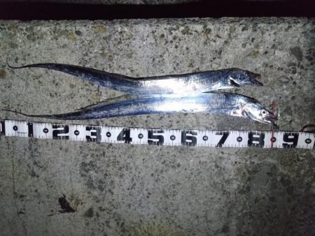 今年初タチウオ！