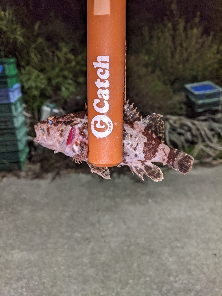 アジジジジング