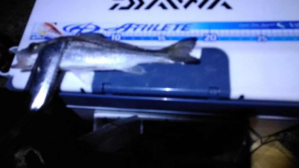 キス釣り良型連発