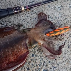 対馬エギング釣果