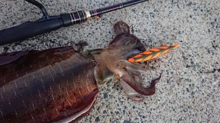 対馬エギング釣果