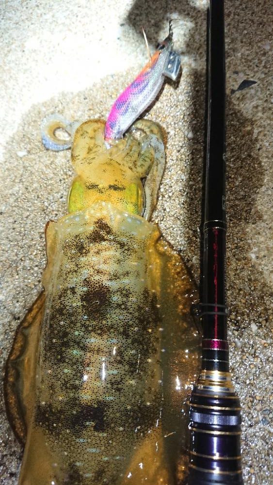 対馬エギング釣果