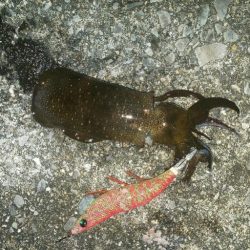 エギングシーズンにてまさかの釣果が！！