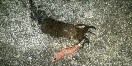 エギングシーズンにてまさかの釣果が！！