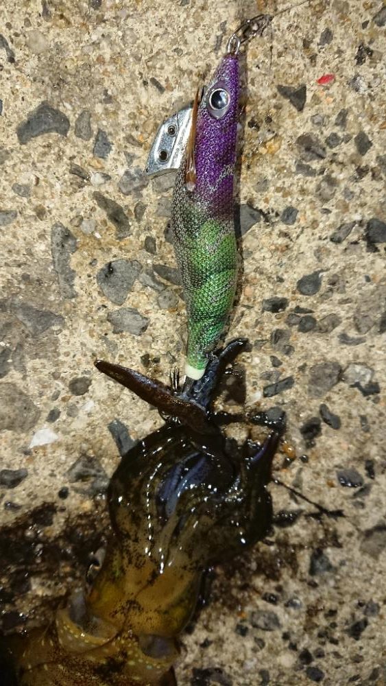 対馬エギング釣果