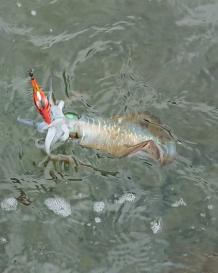 対馬エギング釣果