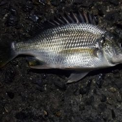 アジング@貝塚周辺