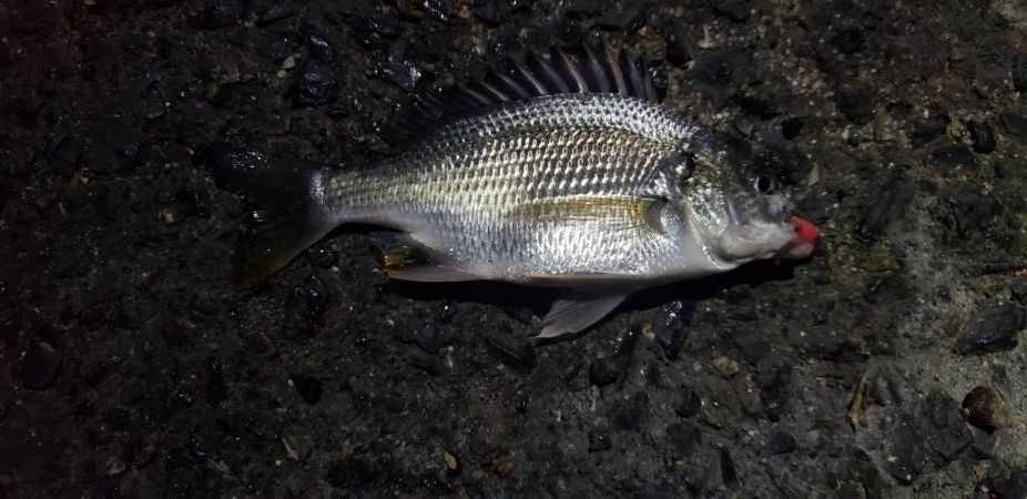 アジング@貝塚周辺