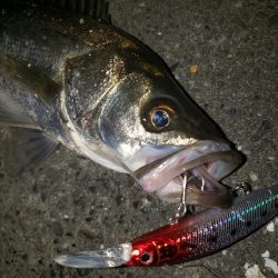 おはようスズキさん！