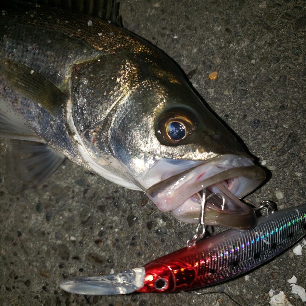 おはようスズキさん！