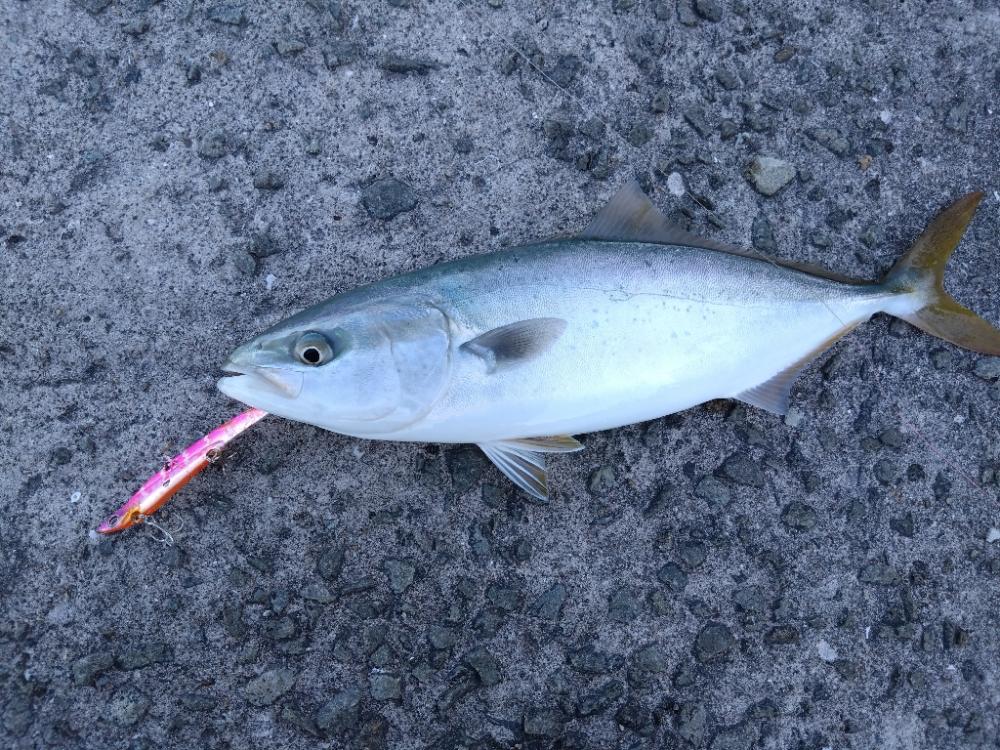 サワラが釣りたい!