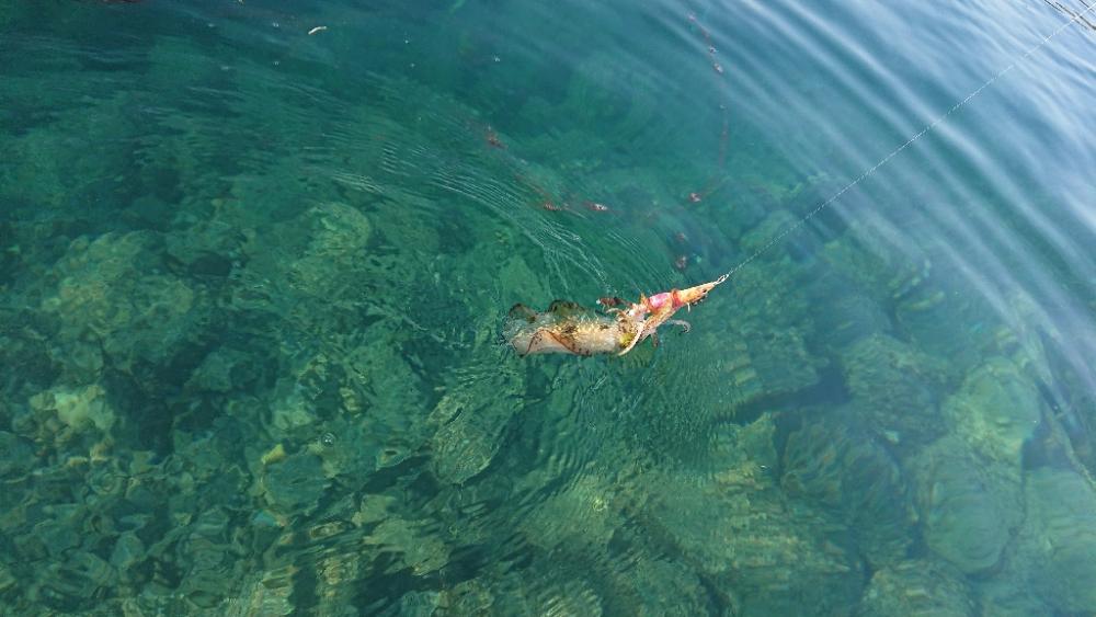 対馬エギング釣果