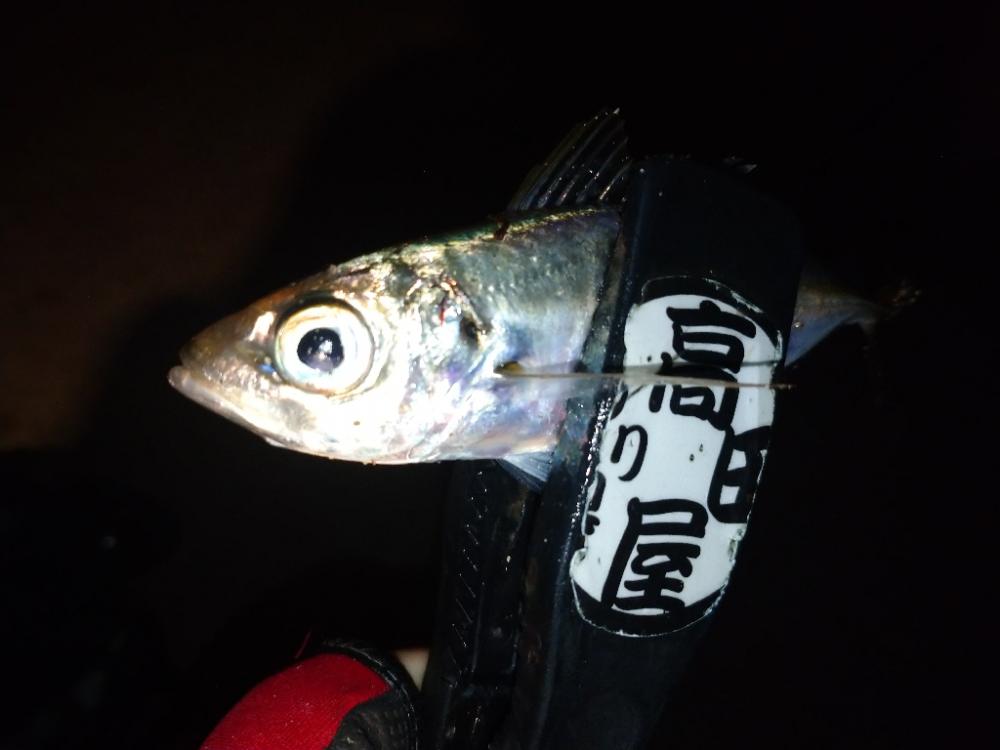 めっちゃ寒い🥶