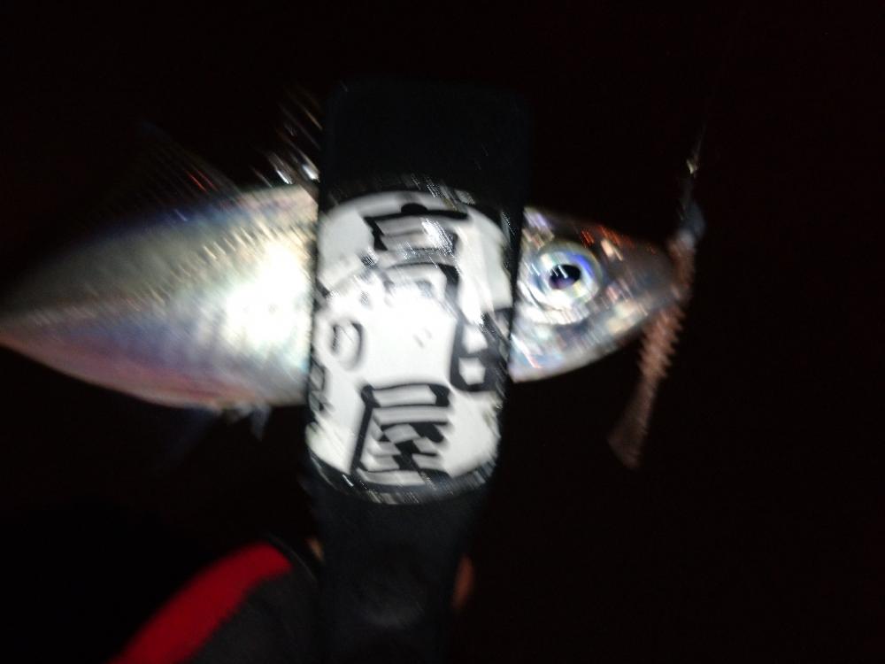 今夜も1時間限定アジング