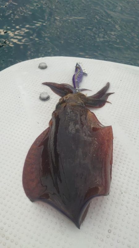 久しぶりのメンバーでボートエギング